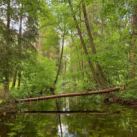 Im Wald Geestland