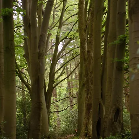 Im Wald Geestland